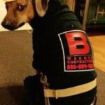 Dog wearing a plumber costume with a logo, showcasing a creative Halloween outfit related to plumbing themes.