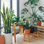 Indoor garden display featuring various potted plants, including snake plants and monstera, promoting eco-friendly home aesthetics and water conservation.