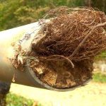 Clogged sewer pipe with tree roots causing blockage, illustrating common plumbing issues addressed by hydrojetting services.